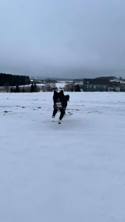 Dogorama Photo Challenge - Es wird nochmal kalt!-Beitrag-Bild