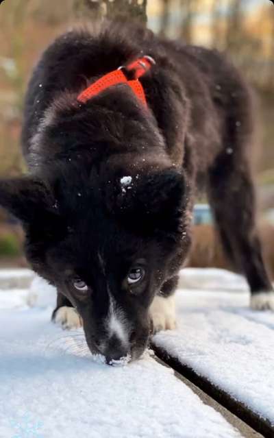 Schönsten Schnee Videos/Bilder-Beitrag-Bild