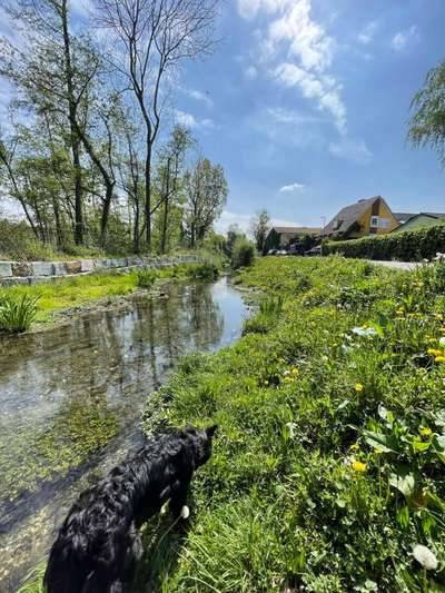 Dogorama-Monats-Challenge-Mai "Wasser"-Beitrag-Bild