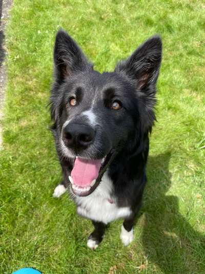 Husky Bordercollie Mischlinge-Beitrag-Bild