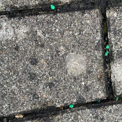 Giftköder-Grüne Pallets-Bild
