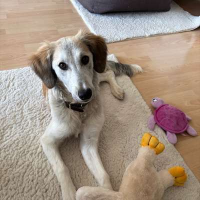 Hundetreffen-Spieletreffen/ Social Walk-Bild