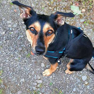 Hundetreffen-Gassi runde für Social work in Hohenlimburg