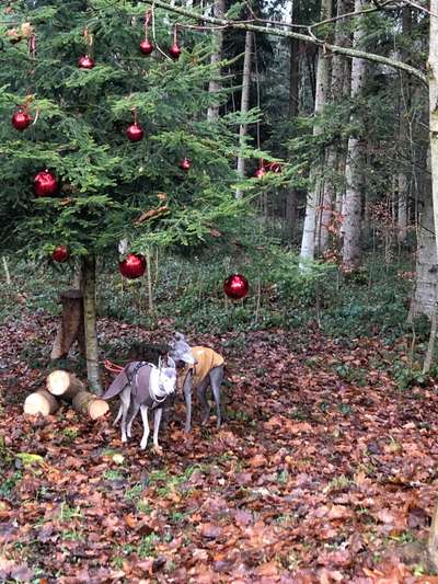 Windhunde - Treffen der besonderen Schönheiten
HERZLICH WILLKOMMEN-Beitrag-Bild