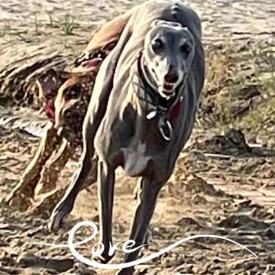 Windhunde - Treffen der besonderen Schönheiten
HERZLICH WILLKOMMEN-Beitrag-Bild