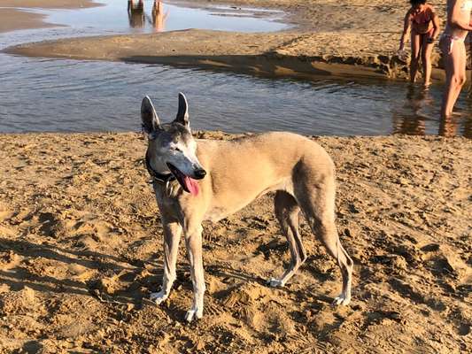 Windhunde - Treffen der besonderen Schönheiten
HERZLICH WILLKOMMEN-Beitrag-Bild