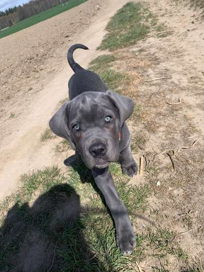 Rassensuche Cane Corso Italiano-Beitrag-Bild