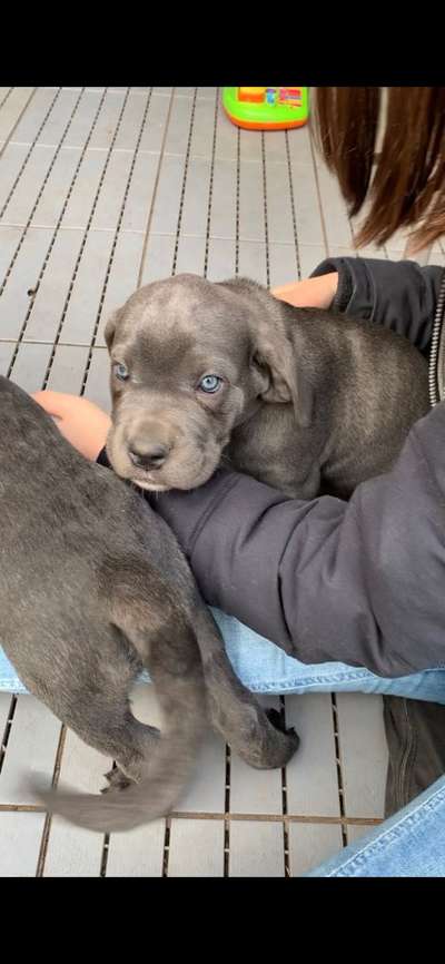 Rassensuche Cane Corso Italiano-Beitrag-Bild