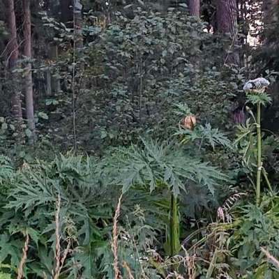 Giftköder-Eichenprozessionsspinner+RiesenBärenklau-Bild