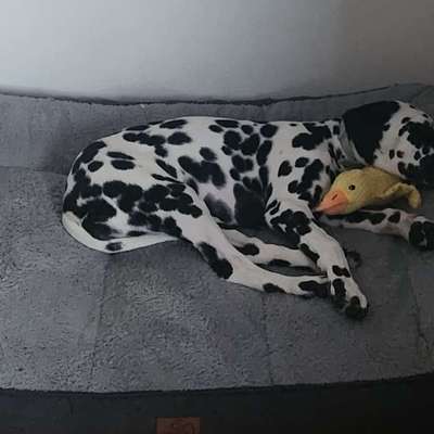 Hundetreffen-Welpentreffen in Vorchdorf-Bild