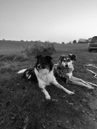 Hundetreffen-Social Walk-Bild