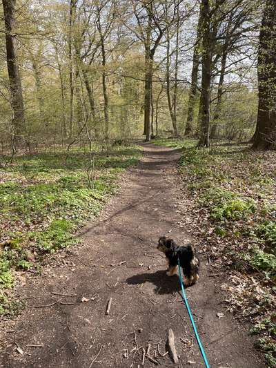 Hundeauslaufgebiet-Bürgerholz-Bild