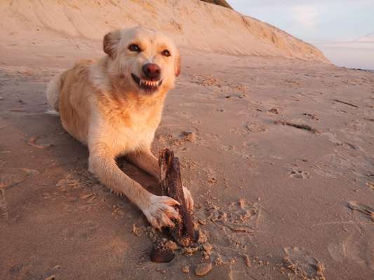 Bild wo euer Hund quatsch macht-Beitrag-Bild