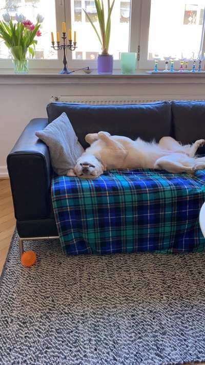 Bild wo euer Hund quatsch macht-Beitrag-Bild