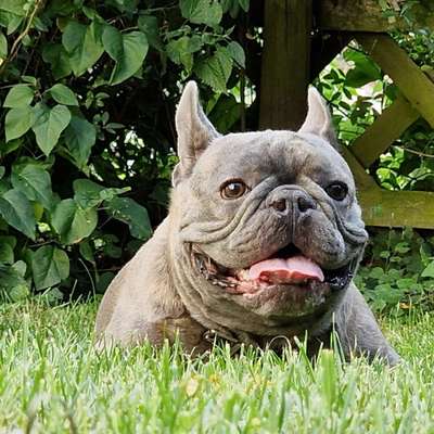 Hundetreffen-Französische Bulldoggen Treffe n