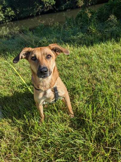 Hundetreffen-Training von Begegnungen-Bild