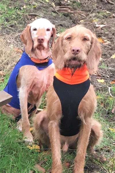 Magyar Vizsla UK-Beitrag-Bild