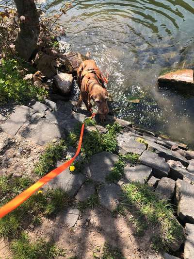 Dogorama-Monats-Challenge-Mai "Wasser"-Beitrag-Bild