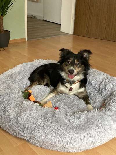 Club der Rumänen (Alle Hunde aus dem rumänischen Tierschutz, wo seid Ihr?)-Beitrag-Bild