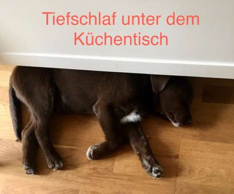 Hundetreffen-Welpentreff-Bild