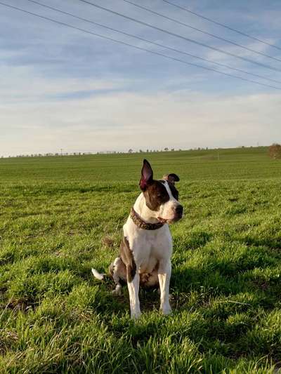 Challenge Nr. 8  Dein Hund im Weihnachtslook-Beitrag-Bild