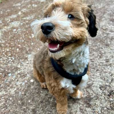 Hundetreffen-Spielrunde/Gassirunde-Bild