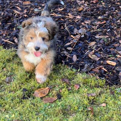 Hundetreffen-Welpentreffen-Bild