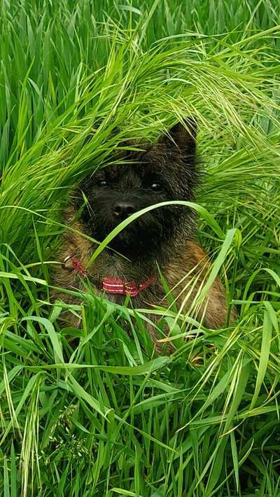 Die Dogorama Monats Challenge "Es grünt und blüht"-Beitrag-Bild