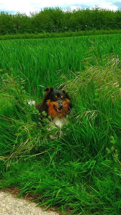 Die Dogorama Monats Challenge "Es grünt und blüht"-Beitrag-Bild