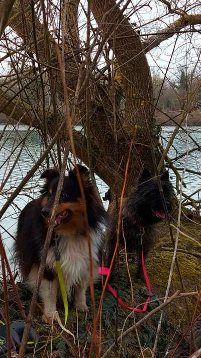 Dogorama-Monats-Challenge-Mai "Wasser"-Beitrag-Bild