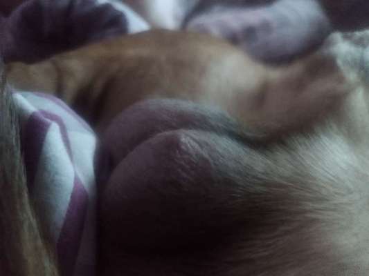 "Pickel" am Hoden-Beitrag-Bild