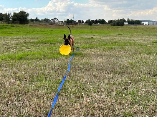 Hundetreffen-Welpentreff in Duisburg-Bild