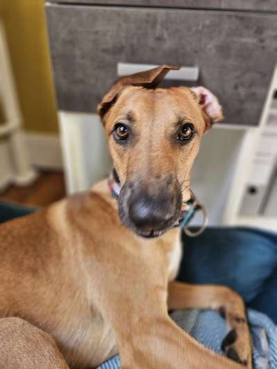 Windhunde - Treffen der besonderen Schönheiten
HERZLICH WILLKOMMEN-Beitrag-Bild