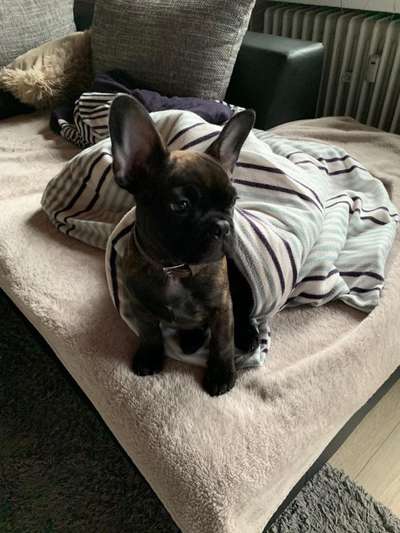 Welpen Bilder !-Beitrag-Bild