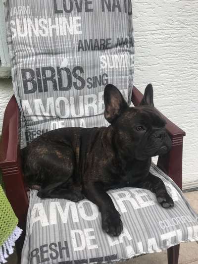 Zeigt her eure Frenchi-Beitrag-Bild