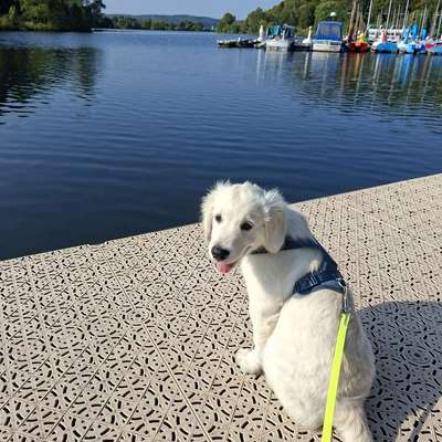 Hundetreffen-Bruno sucht Spielgefährten  🐾-Bild