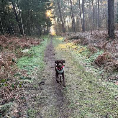 Hundetreffen-Sozialisierungs Runde an der Leine-Bild