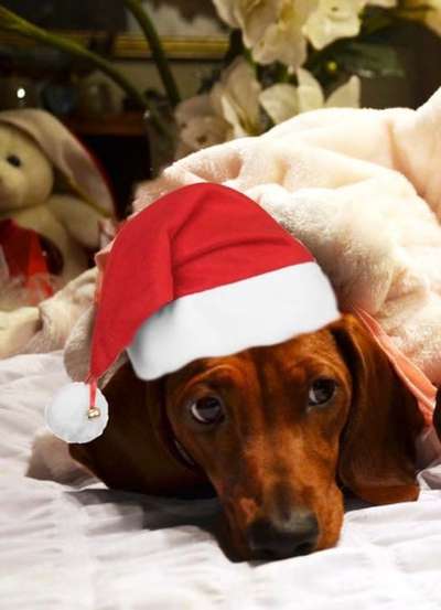 Dogorama Photo Challenge - Nikolaus-Beitrag-Bild