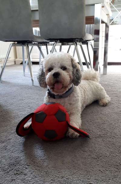 Die Dogorama Wochen Challenge-Beitrag-Bild