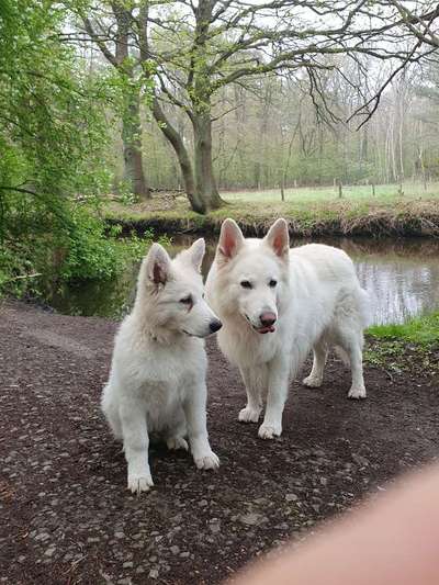 Weißer Schweizer Schäferhund-Beitrag-Bild