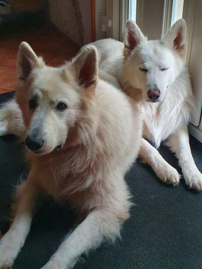 Weißer Schweizer Schäferhund-Beitrag-Bild