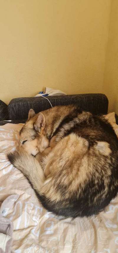 Hundetreffen-Auslands Hundetreff-Bild