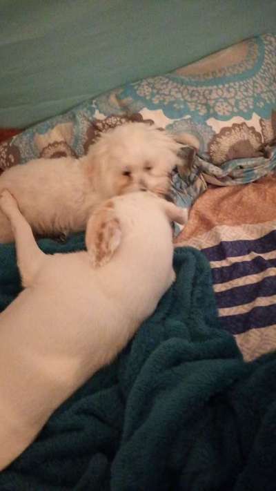 Foto Challenge 103    Hundefreundschaften-Beitrag-Bild