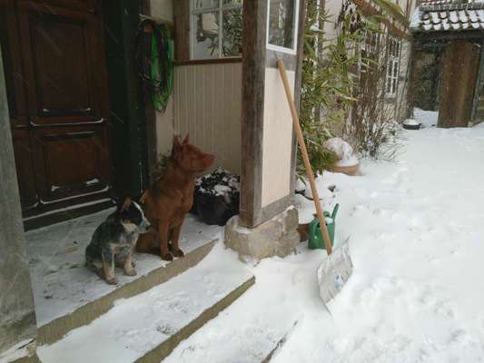 Australian Cattle Dog-Beitrag-Bild