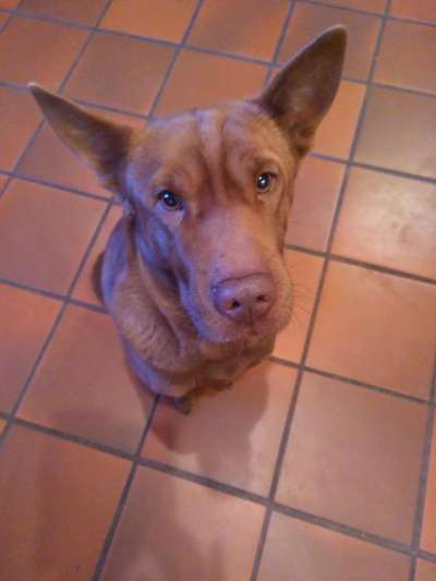 Podencomischling oder Podenco-Beitrag-Bild