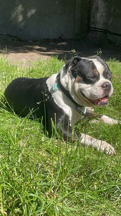 Reinrassige Hunde?-Beitrag-Bild