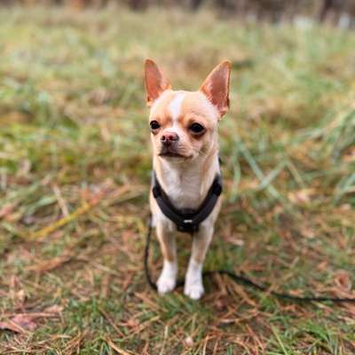 Hundetreffen-Suche größeren Hund der gut mit kleinen kann-Bild