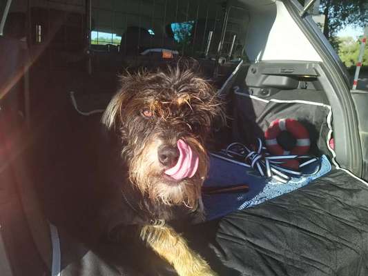 Dogorama Photo Challenge - Portrait-Beitrag-Bild