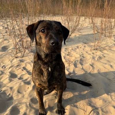 Hundetreffen-Social walks / Hundekontakt-Bild