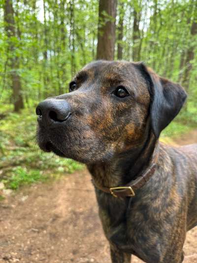 Hundetreffen-Social walks-Bild